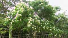 沖縄の季節の花 イジュの花が満開 Isaloon